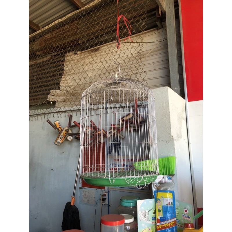 Lồng chào mào,chim cỡ lớn size số 1