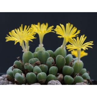 Conophytum Mayeri (4-5 đầu)