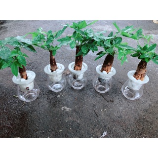 Chậu kim ngân 1 thân trồng thuỷ sinh