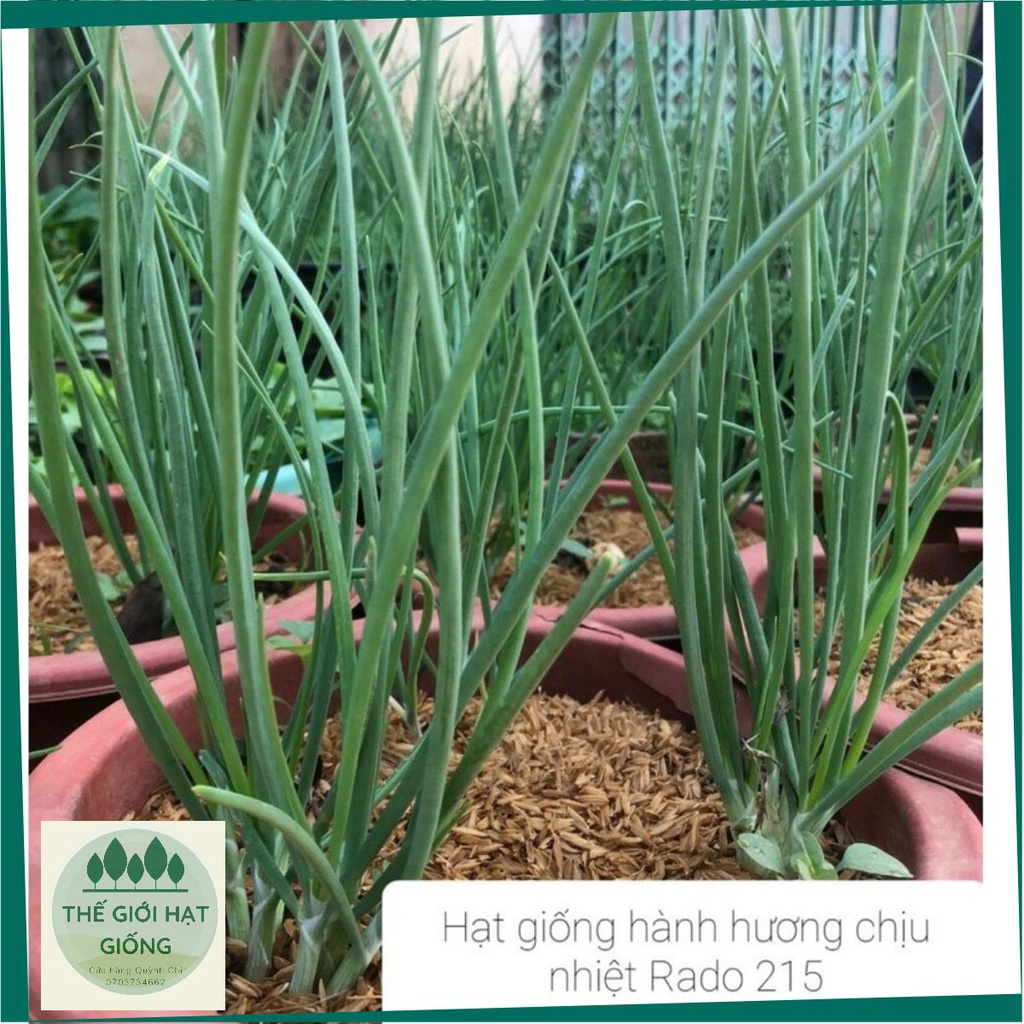 [gói 1g] Hạt giống Hành Hương chịu nhiệt