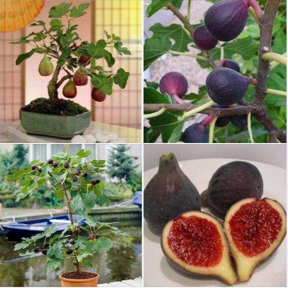 Hạt giống Sung Ngọt Mỹ 10 Hạt, Chịu Nhiệt, Trồng Quanh Năm, Dễ Trồng - Khang Nông Seeds