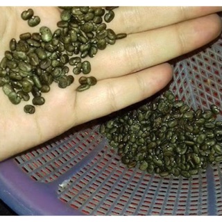 combo 25 Hạt hoa đậu biết