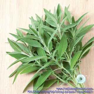 20GR 2200.HẠT Hạt Giống Xô Thơm Sage (| C25*X32)