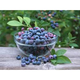 SERUM TRẮNG DA CHỐNG LÃO HÓA BIOAQUA BLUBERRY CHIẾT XUẤT TỪ QUẢ VIỆT QUỐC