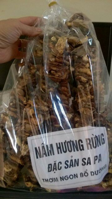 Nấm hương rừng