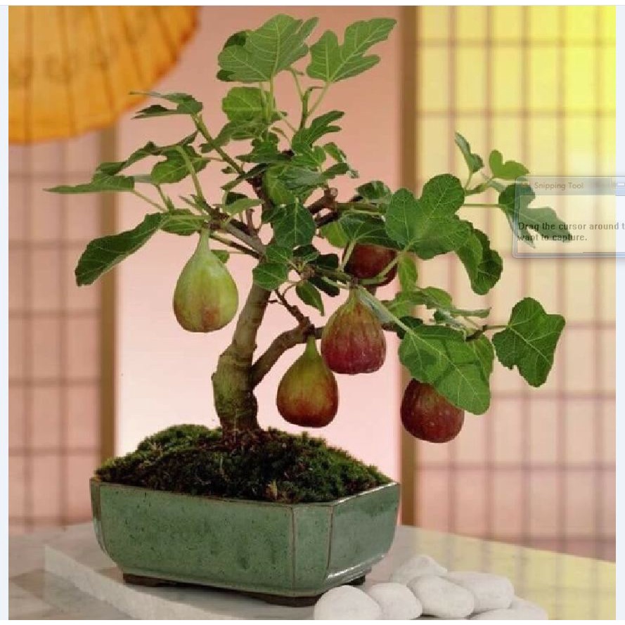 Hạt giống sung Mỹ (sung ngọt, sung đường) 10 hạt/ gói