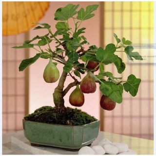 Hạt giống sung Mỹ (sung ngọt, sung đường) 10 hạt/ gói