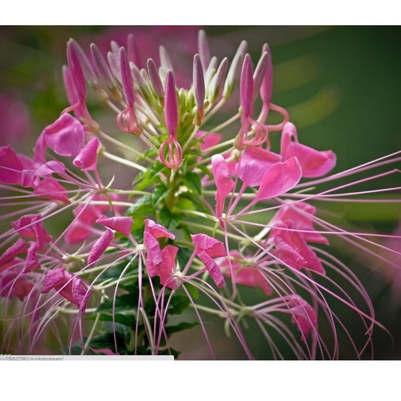 HẠT GIỐNG ĐẸP Cleome, Rose Queen, Hoa Nhện 30 Hạt (Hassleriana) hoặc Râu Ông Nội
