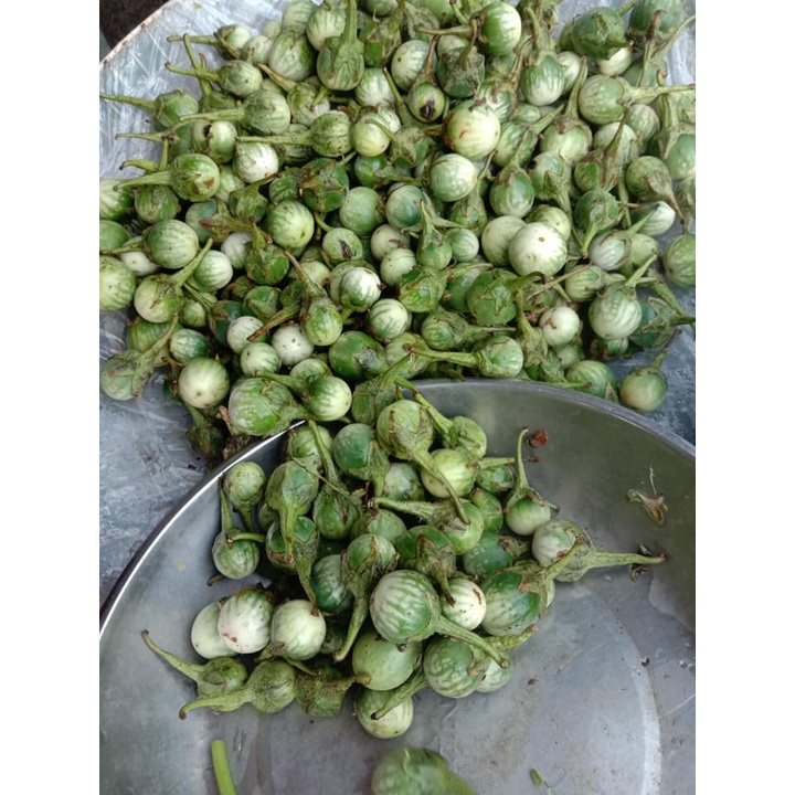 Hạt giống cà đắng đồng bào Bana Tây Nguyên - Gói 20 Hạt KNS245
