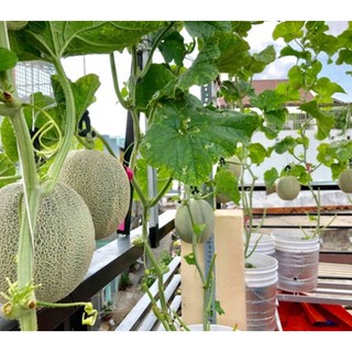 Hạt giống DƯA LƯỚI DA XANH GREENMAN - Gói 5 hạt