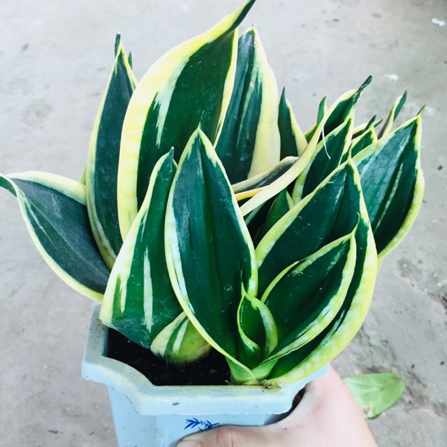 LƯỠI HỔ THÁI VÀNG LÙN