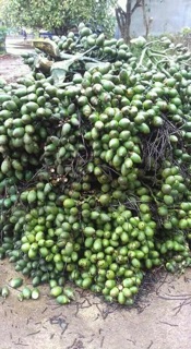 Cau ăn trầu combo 5 cây
