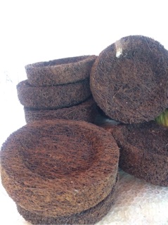 Dớn đĩa ghép phong lan