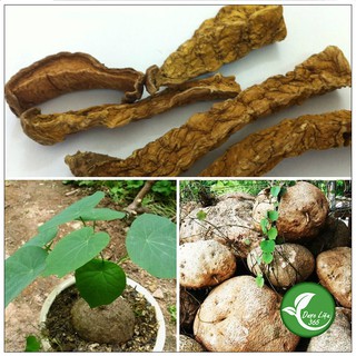 Củ Bình Vôi thái lát [1KG] Hàng khô sạch sẽ