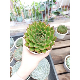 Sen đá viền lửa xanh cỡ to