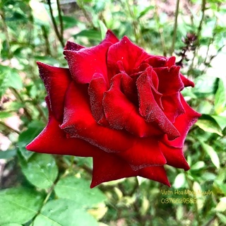 Cây hoa hồng nhung đỏ - 1 chậu