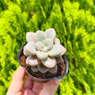Sen đá sỏi hồng 5-7cm