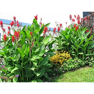 Củ cây chuối hoa cảnh màu vàng ( dong giềng cảnh)