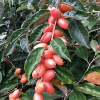 CÂY GIỐNG NHÓT NGỌT F1