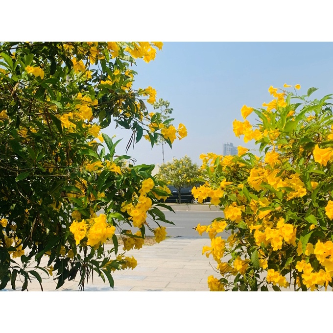 Hạt giống cây hoa chuông vàng - Gói 10 hạt