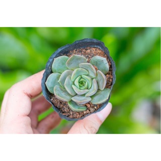 Sen đá hoa hồng nâu 5-7cm - Vườn sen đá