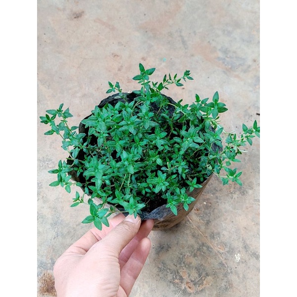Cây giống cỏ xạ hương Thyme siêu gia vị (chỉ giao từ HN trở vào nam)