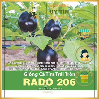 Hạt giống Cà Tím Trái Tròn Rado 206 (0.5gr)