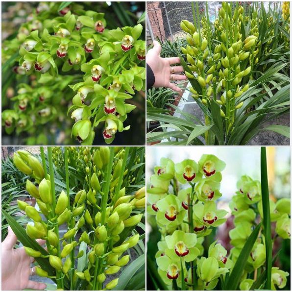 Củ giống Hoa Địa Lan Santo hoa màu Xanh - 1 củ
