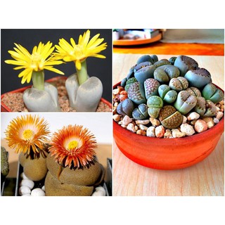Hạt Giống Hoa Thạch Lan - Đá Sống Mix
