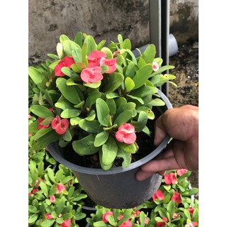 Cây Xương Rồng Bát Tiên