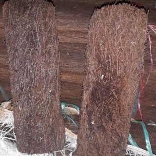 Dớn trụ trồng lan