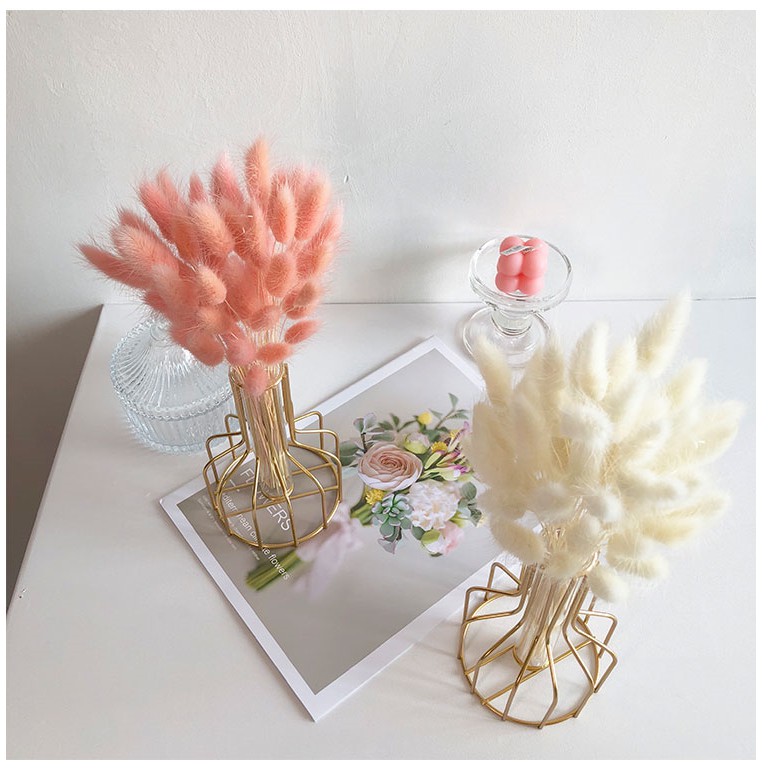 ❤️❤️❤️ BÔNG CỎ ĐUÔI THỎ/ CỎ LAU MỸ - Hoa khô Lagurus Bunny Tails - Decor, trang trí, phụ kiện chụp ảnh