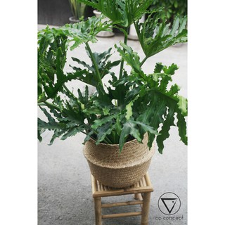 Giỏ cói, giỏ đan đựng đồ, trồng cây