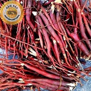 1kg Sâm cau rừng tươi