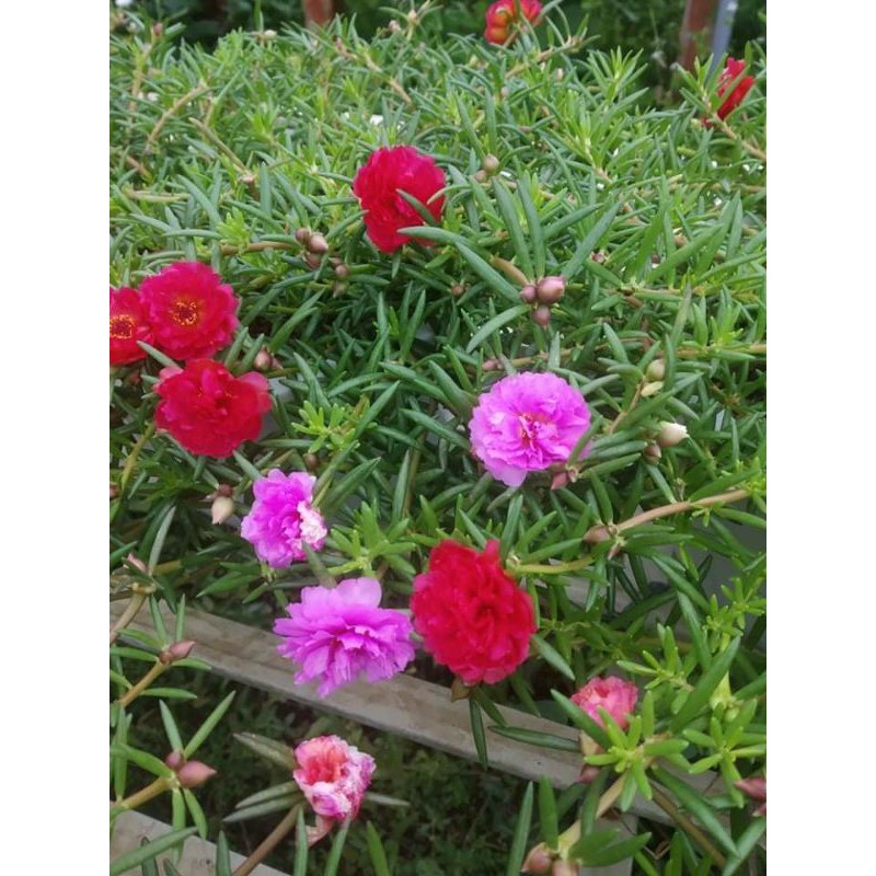 Hoa Mười Giờ Thái đủ màu