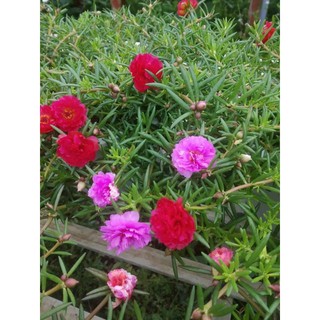 Hoa Mười Giờ Thái đủ màu