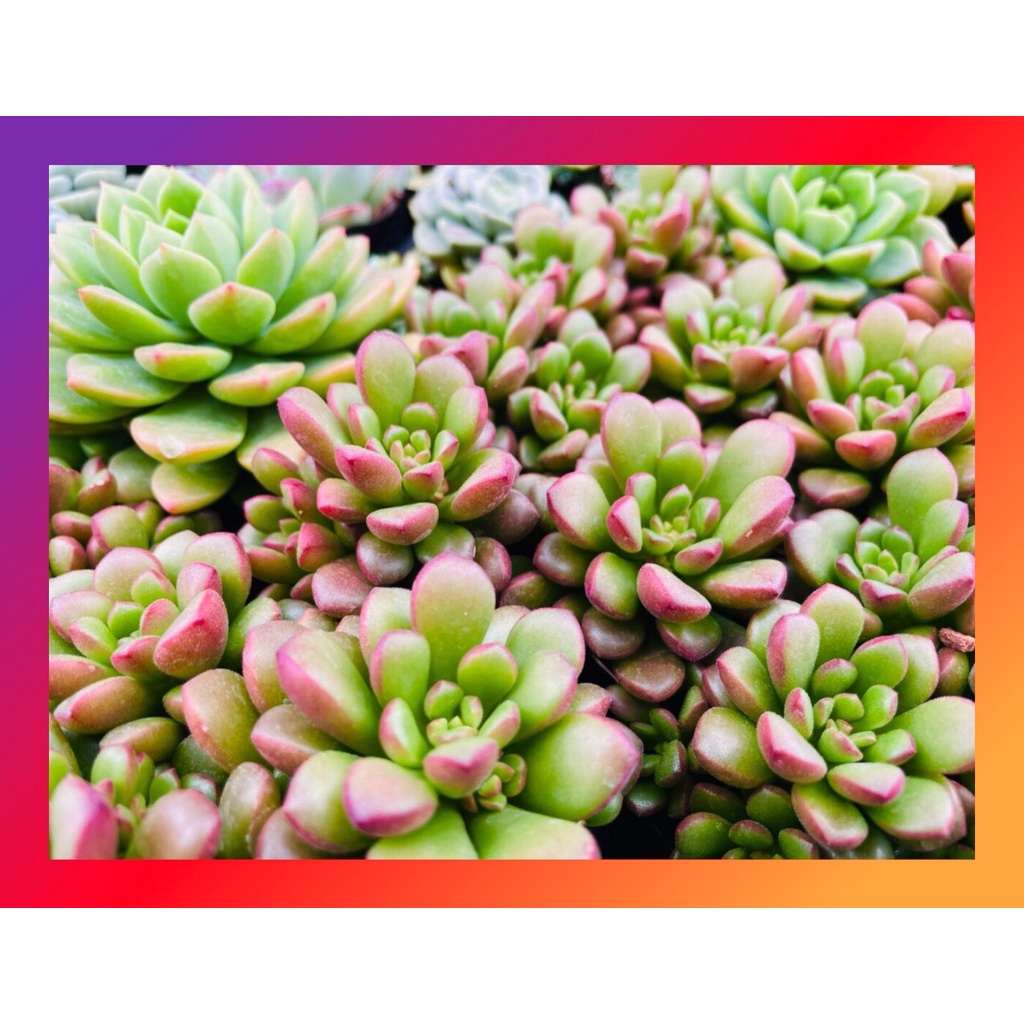 Sen đá sedum cam SONDA GARDEN ép màu full nắng mưa size bé 5-8cm, lỗi 1 đổi 1