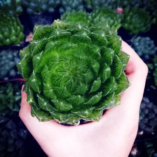 Haworthia các loại