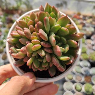 Sen đá ruby đỏ sz trung