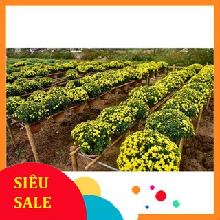 Gói 200 hạt giống cúc mâm xôi  TẾT KHUYẾN MẠI