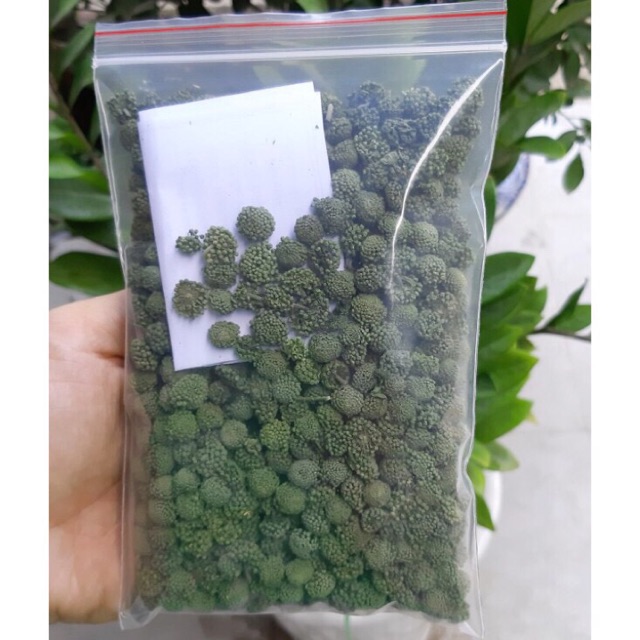 500Gr nụ hoa tam thất bao tử đã sao khô hàng loại 1