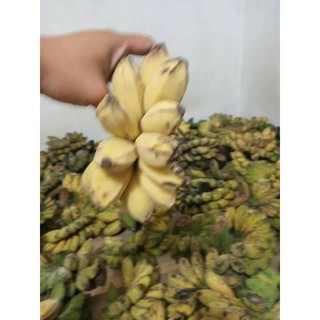CHUỐI SÁP NGHỆ MIỀN TÂY