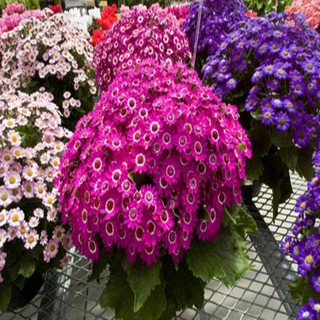 100 hạt giống hoa cúc lá nho mix màu - cúc lọ lem