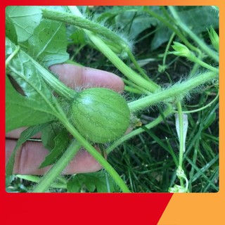 Hạt giống dưa hấu cao sản trồng chậu năng suất