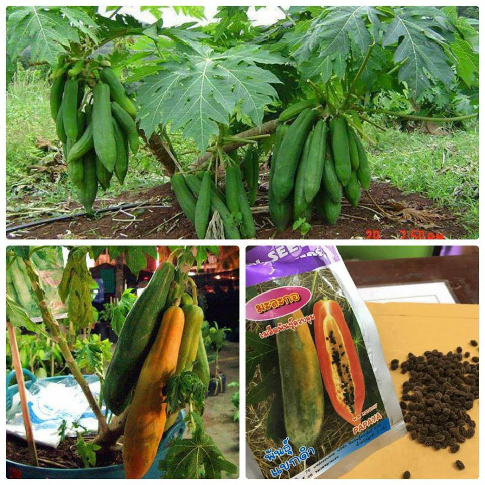 Hạt giống đu đủ F1 thái lan tầm 150 hạt_tặng kèm chai kích thích hạt nảy mầm