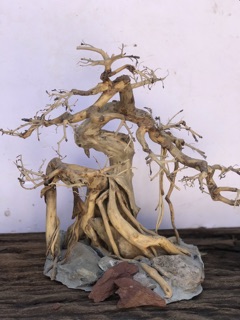 Bonsai cho bể cá 80 trở lên