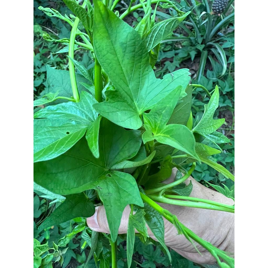 Rau lang - cắt nhánh già - COMBO 10 nhánh dài 50cm