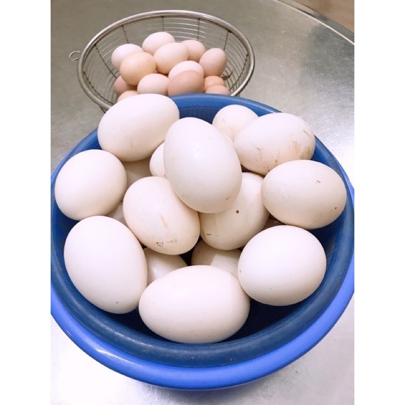 Trứng Ngỗng Sạch