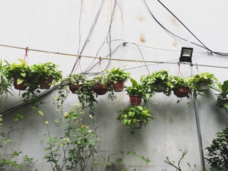 Cây Trầu Bà Treo