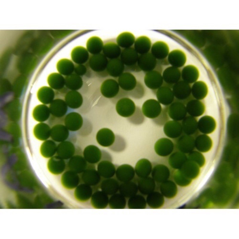 Tảo cầu may mắn thủy sinh nhật bản marimo đẹp dễ sống và có thể sinh sản - viên 1 cm